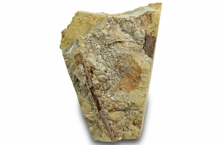 Fossil Dinosaur Bone and Tendon in Sandstone - Wyoming #316933